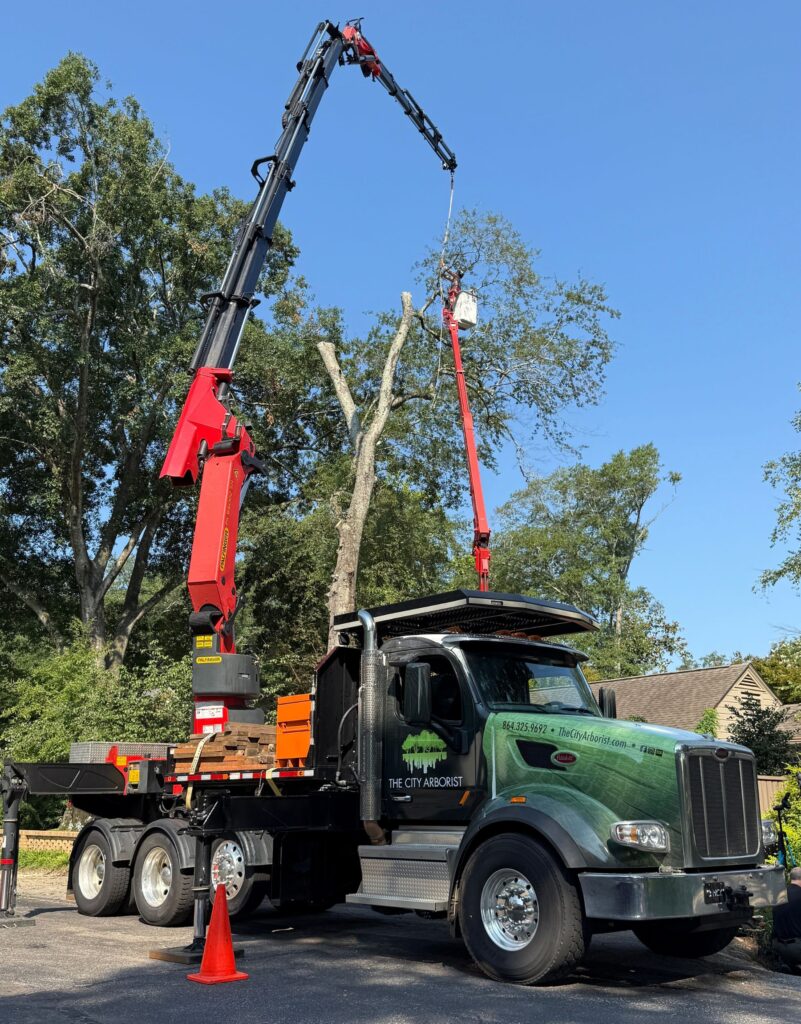 tree removal service greenville sc