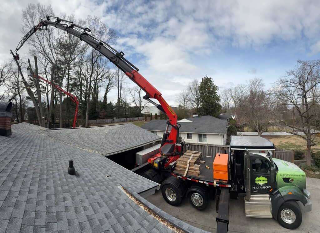 tree removal upstate sc