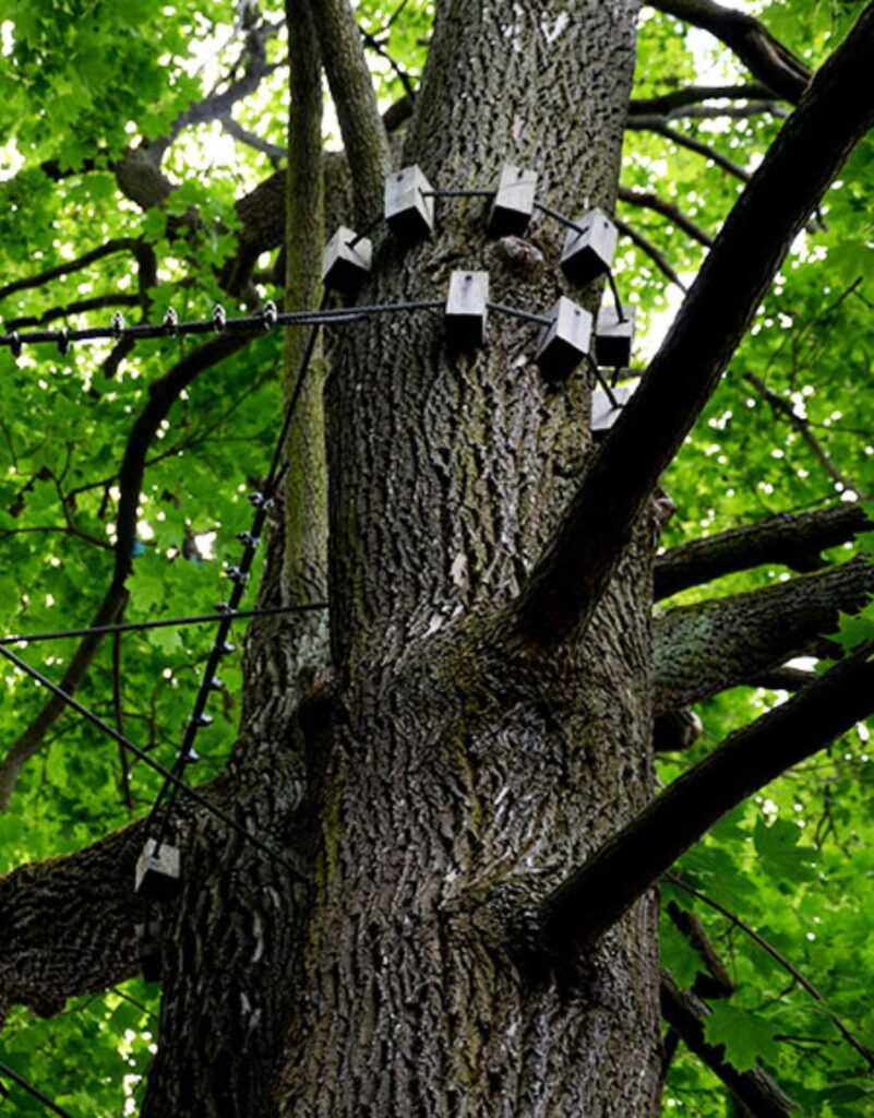 tree cabling greenville sc