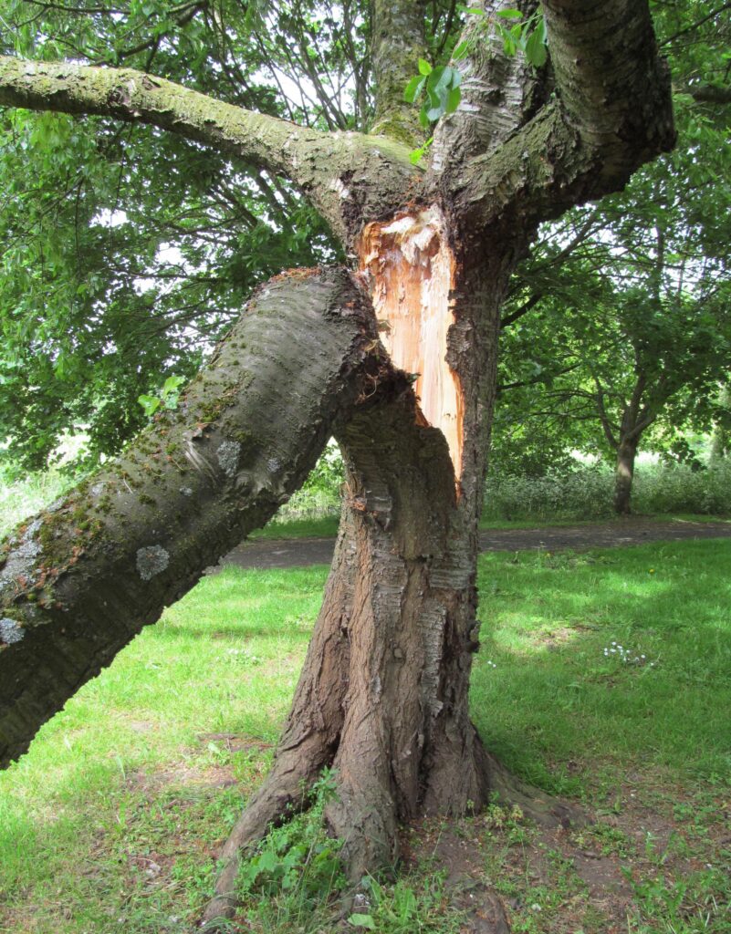 tree assessment greenville sc