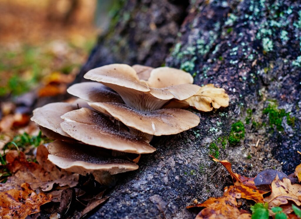 unhealthy tree greenville sc