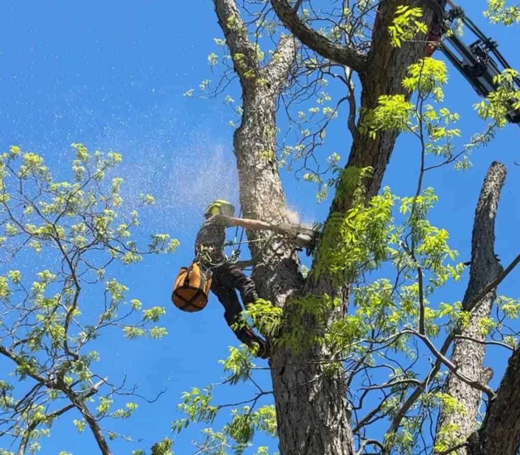 Arborist trimming a tall tree with a chainsaw and safety gear.