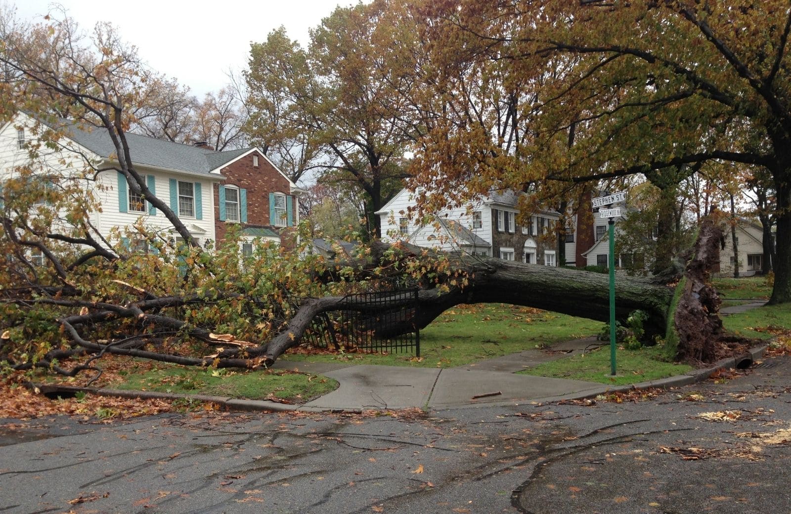 tree hazard assessment greenville sc