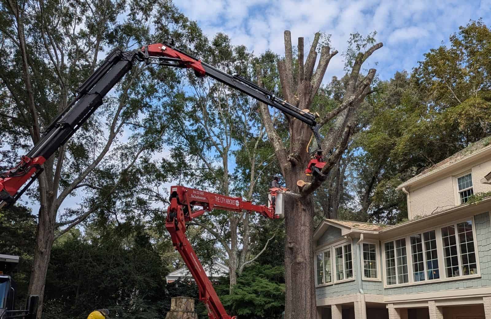 tree removal greenville sc