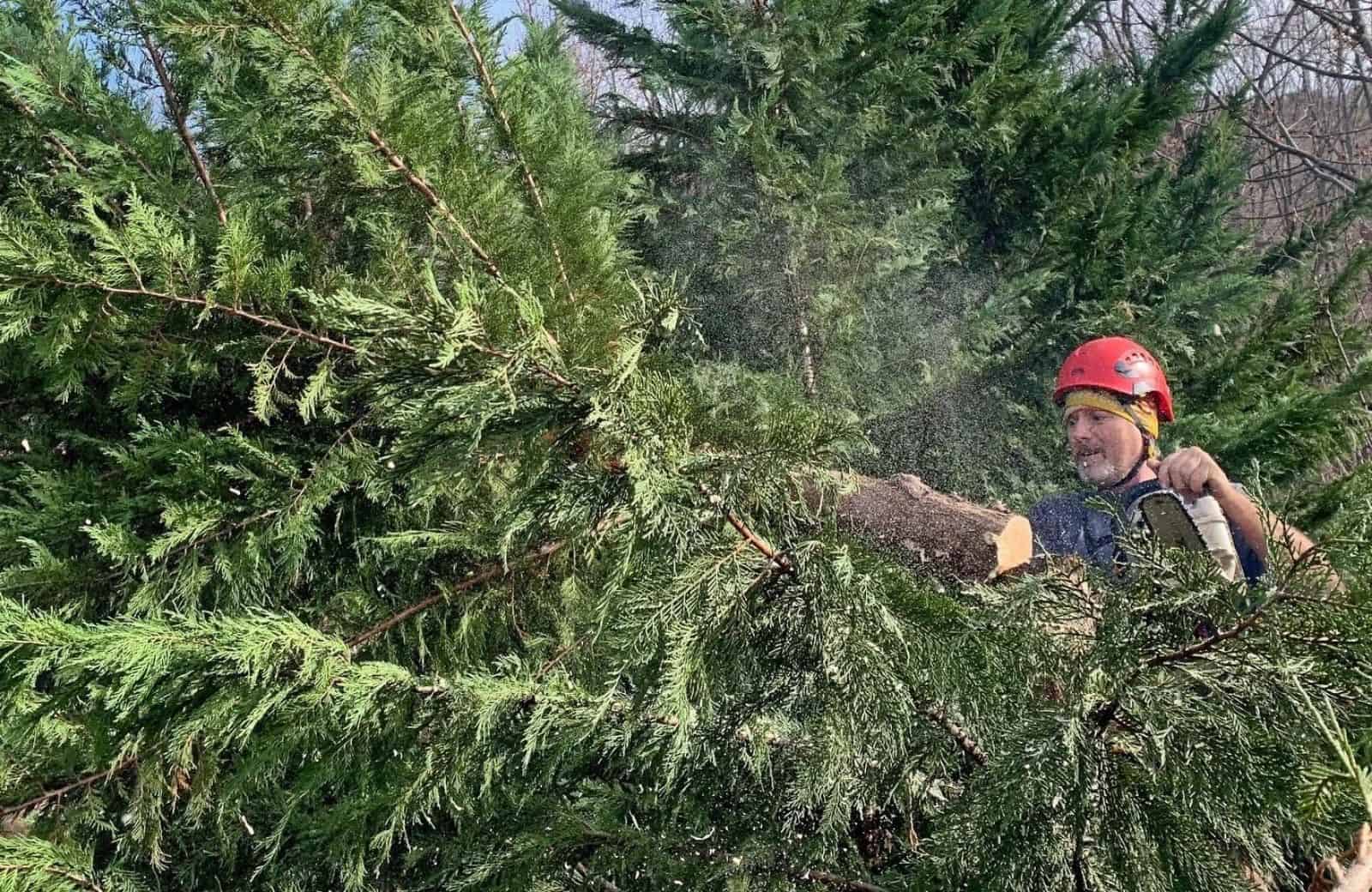 tree pruning greenville sc